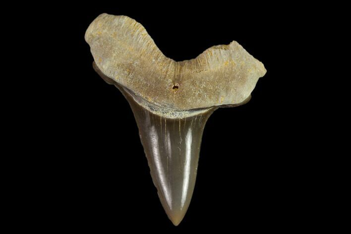Fossil Shark (Cretoxyrhina) Tooth - Kansas #134833